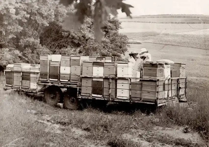 Casa Albinei – tradiție apicolă